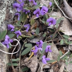 Hovea heterophylla at Greenway, ACT - 2 Aug 2023 12:16 PM