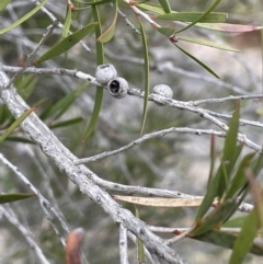 Callistemon sieberi (River Bottlebrush) at Pine Island to Point Hut - 2 Aug 2023 by JaneR