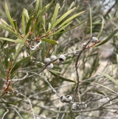 Callistemon sieberi at Greenway, ACT - 2 Aug 2023