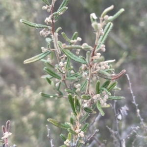 Pomaderris angustifolia at Greenway, ACT - 2 Aug 2023