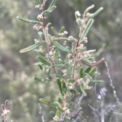 Pomaderris angustifolia (Pomaderris) at Pine Island to Point Hut - 2 Aug 2023 by JaneR