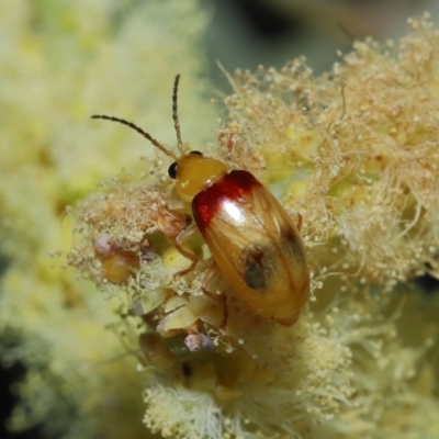 Monolepta australis (Red-shouldered Leaf Beetle) at Ormiston, QLD - 2 Aug 2023 by TimL