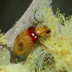 Monolepta australis at Ormiston, QLD - 2 Aug 2023 10:20 AM