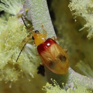 Monolepta australis at Ormiston, QLD - 2 Aug 2023 10:20 AM
