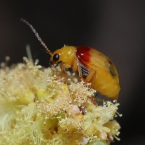 Monolepta australis at Ormiston, QLD - 2 Aug 2023 10:20 AM