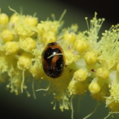 Unidentified Beetle (Coleoptera) at Ormiston, QLD - 2 Aug 2023 by TimL