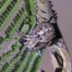 Araneus hamiltoni at Dryandra St Woodland - 1 Aug 2023 by ConBoekel