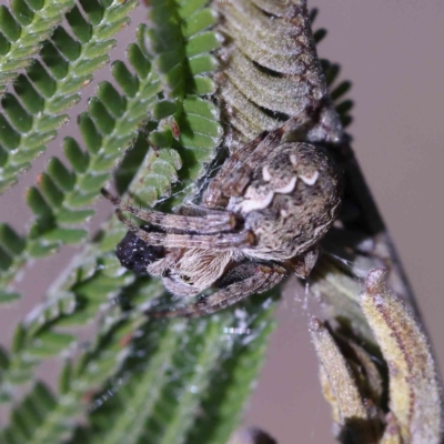 Araneus hamiltoni at Dryandra St Woodland - 1 Aug 2023 by ConBoekel