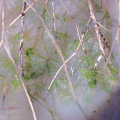 Chara sp. (genus) (A charophyte green algae) at Dryandra St Woodland - 3 Aug 2023 by ConBoekel