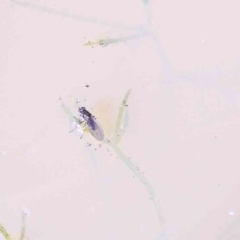Unidentified True fly (Diptera) at Dryandra St Woodland - 1 Aug 2023 by ConBoekel