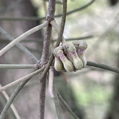 Amyema cambagei (Sheoak Mistletoe) at Greenway, ACT - 2 Aug 2023 by JaneR