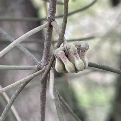 Amyema cambagei (Sheoak Mistletoe) at Bullen Range - 2 Aug 2023 by JaneR