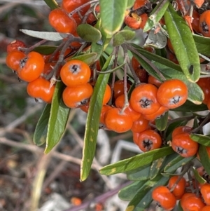 Pyracantha angustifolia at Greenway, ACT - 2 Aug 2023 12:56 PM