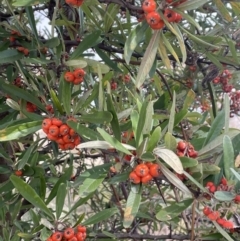 Pyracantha angustifolia at Greenway, ACT - 2 Aug 2023