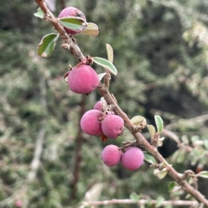 Cotoneaster rotundifolius at Greenway, ACT - 2 Aug 2023 12:04 PM