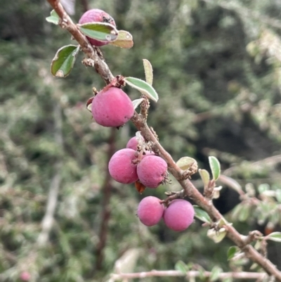 Cotoneaster rotundifolius (A Cotoneaster) at Greenway, ACT - 2 Aug 2023 by JaneR