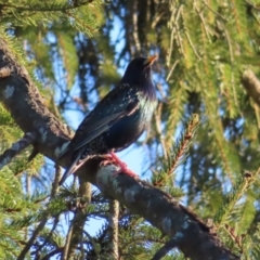 Sturnus vulgaris (Common Starling) at Braidwood, NSW - 3 Aug 2023 by MatthewFrawley