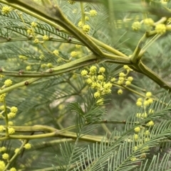 Acacia decurrens (Green Wattle) at Pine Island to Point Hut - 2 Aug 2023 by JaneR
