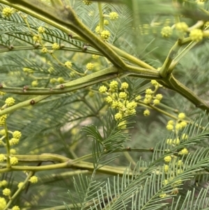 Acacia decurrens at Greenway, ACT - 2 Aug 2023