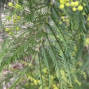 Acacia decurrens at Greenway, ACT - 2 Aug 2023