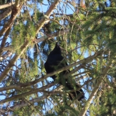 Corvus mellori at Braidwood, NSW - 3 Aug 2023 07:46 AM