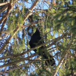 Corvus mellori at Braidwood, NSW - 3 Aug 2023 07:46 AM