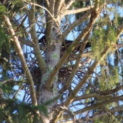 Corvus mellori at Braidwood, NSW - 3 Aug 2023 07:46 AM