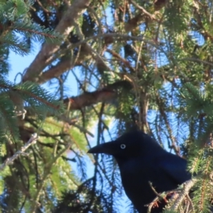 Corvus mellori at Braidwood, NSW - 3 Aug 2023 07:46 AM