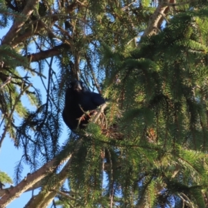 Corvus mellori at Braidwood, NSW - 3 Aug 2023 07:46 AM