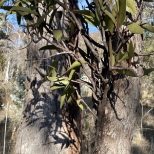 Muellerina eucalyptoides at Bungendore, NSW - 12 Jul 2023