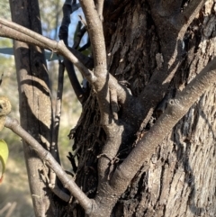 Muellerina eucalyptoides at Bungendore, NSW - 12 Jul 2023