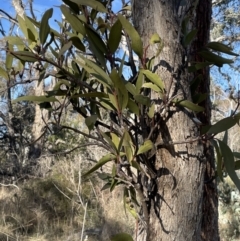 Muellerina eucalyptoides at Bungendore, NSW - 12 Jul 2023