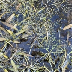 Ranunculus inundatus (River Buttercup) at QPRC LGA - 12 Jul 2023 by JaneR