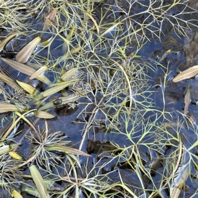 Ranunculus inundatus (River Buttercup) at QPRC LGA - 12 Jul 2023 by JaneR