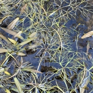 Ranunculus inundatus at Bungendore, NSW - 12 Jul 2023