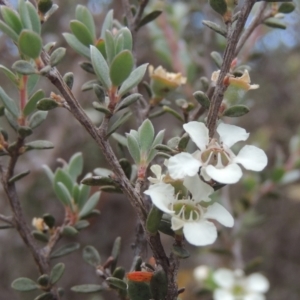 Leptospermum myrtifolium at Paddys River, ACT - 17 Jan 2023