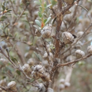 Leptospermum myrtifolium at Paddys River, ACT - 17 Jan 2023