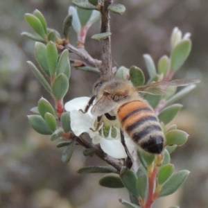 Apis mellifera at Paddys River, ACT - 17 Jan 2023 06:11 PM