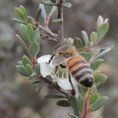 Apis mellifera (European honey bee) at Tidbinbilla Nature Reserve - 17 Jan 2023 by michaelb