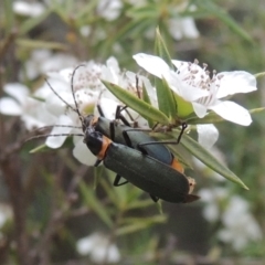 Chauliognathus lugubris (Plague Soldier Beetle) at Paddys River, ACT - 17 Jan 2023 by michaelb