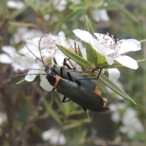 Chauliognathus lugubris at Paddys River, ACT - 17 Jan 2023 06:20 PM