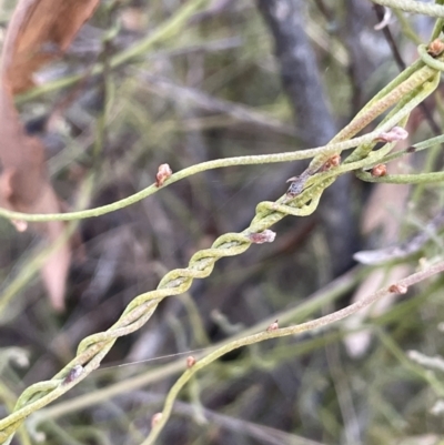 Cassytha pubescens (Devil's Twine) at Bungendore, NSW - 12 Jul 2023 by JaneR