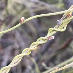 Cassytha pubescens at Bungendore, NSW - 12 Jul 2023 10:49 AM