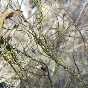 Cassytha pubescens at Bungendore, NSW - 12 Jul 2023 10:49 AM