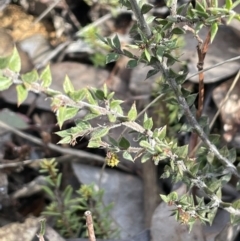 Acacia gunnii (Ploughshare Wattle) at Bungendore, NSW - 12 Jul 2023 by JaneR