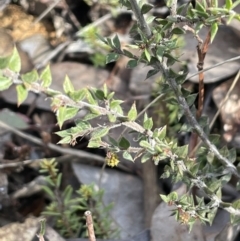 Acacia gunnii (Ploughshare Wattle) at QPRC LGA - 12 Jul 2023 by JaneR