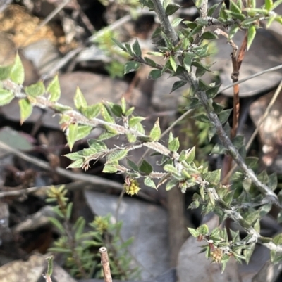 Acacia gunnii (Ploughshare Wattle) at Bungendore, NSW - 12 Jul 2023 by JaneR