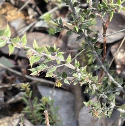 Acacia gunnii (Ploughshare Wattle) at QPRC LGA - 12 Jul 2023 by JaneR