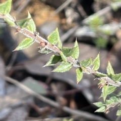 Acacia gunnii at Bungendore, NSW - 12 Jul 2023