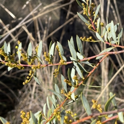 Acacia buxifolia subsp. buxifolia (Box-leaf Wattle) at Bungendore, NSW - 12 Jul 2023 by JaneR